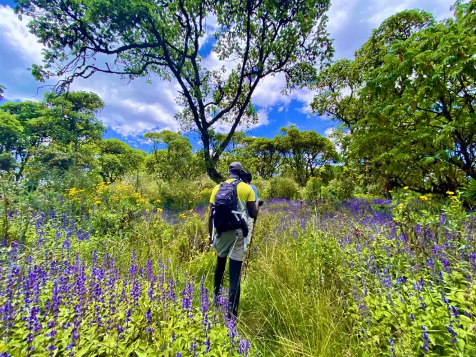 Lush vegetation at Kipipiri Hike