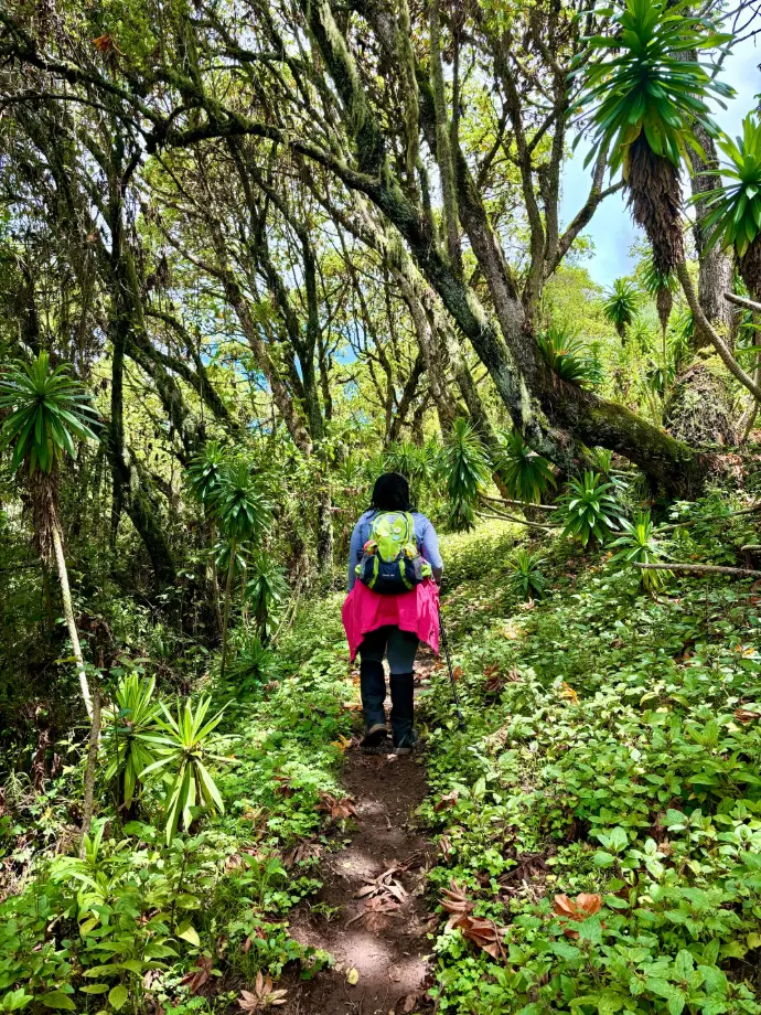 Hiking Mount Kipipiri scenic forest