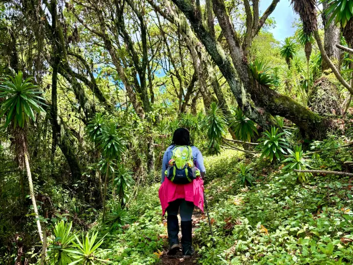 Hiking Mount Kipipiri scenic forest
